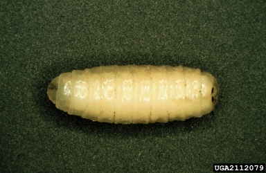 The larva of a tachinid that is a larval parasitoid of the nun moth (Lymantria monacha). Petr Kapitola, Forestry and Game Management Research Institute - Czechia, www.insectimages.org