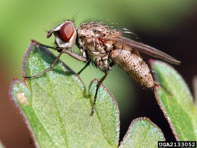 Tachinid flies are very bristly. David Cappaert, www.insectimages.org