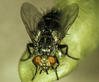 Adult Voria ruralis fly.