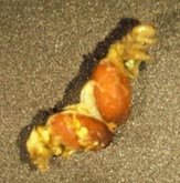 Two pupae of Voria ruralis in remnants of a cabbage looper.