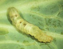 A cabbage looper parasitized by three Voria ruralis larvae; the dark spots are their breathing tubes.