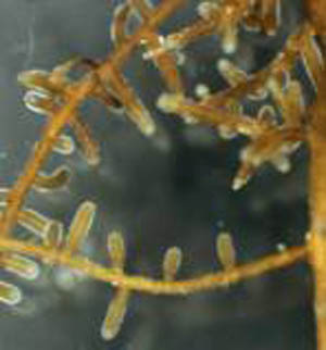 Ectomycorrhizal roots of Picea abies (photo by H. Blaschke).