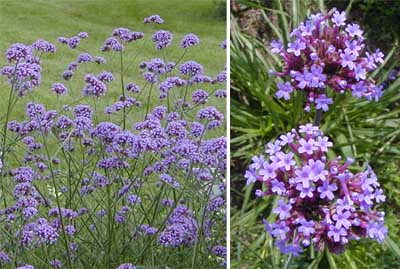 The flowers are borne in clusters atop long stems.