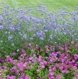 Verbena Bonariensis Wisconsin Horticulture