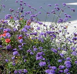 Verbena bonairiensis can reseed prolifically.