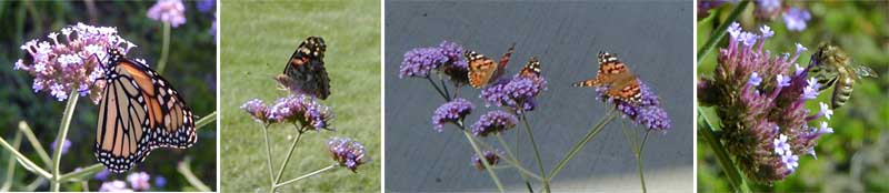Butterflies and other insects love Verbena bonairiensis flowers.