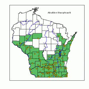 Velvetleaf distribution i Wisconsin. Karta från Wisconsin State Herbarium