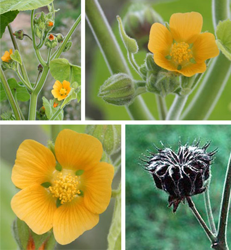 Velvetleaf blooms in leaf axils, producing orange-yellow flowers with 5 petals, followed by a distinctive seedpod.