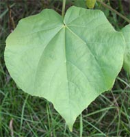 The heart-shaped leaves are soft and velvety.