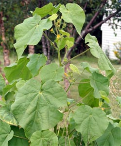 Velvetleaf é um homem alto, distinto da planta.Velvetleaf é uma espécie de planta com flor pertencente à família Fabaceae.