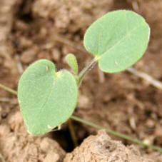 Velvetleaf seedling. 