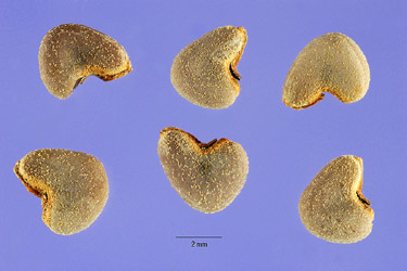 Velvetleaf seeds. Foto de Steve Hurst @ USDA-NRCS PLANTS Database