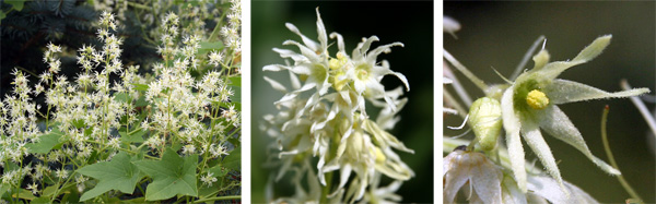The male flowers are produced in large racemes (L), with each flower having 6 long, thin petals (R).