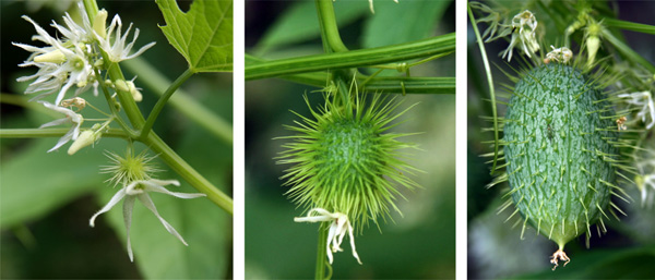 Female flowers have a prickly ovary beneath the petals, which quickly devlops into the spiny fruit.