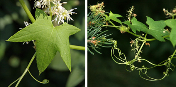 The palmate leaves are deeply lobed (L). Curling tendrils arise from leaf axils (R).