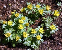 Cheerful clumps of winter aconite greet spring.