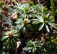 Winter aconite can naturalize under the right conditions.