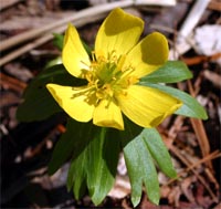 Winter aconite has bright yellow flowers.