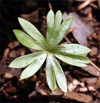 The leaves appear after the flowers fade.