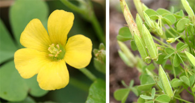 Common yellow woodsorrel has yellow flowers with five petals, which are followed by erect seed pods.