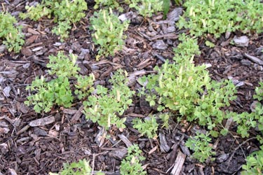 An infestation of common yellow woodsorrel.