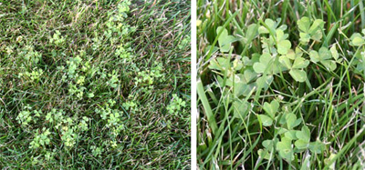 Common yellow woodsorrel in a lawn.