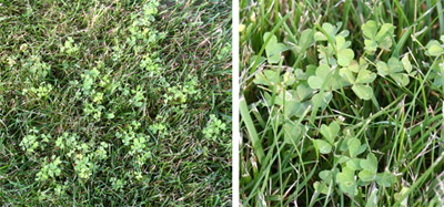 Yellow Wood Sorrel: Small Plant, Big Taste — Four Season Foraging