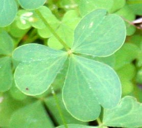 The trifolate leaves have heart-shaped leaflets.