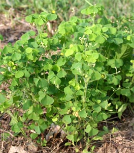 Common yellow woodsorrel.