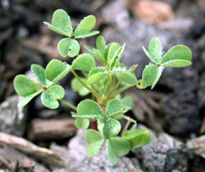 A common yellow woodsorrel seedling.