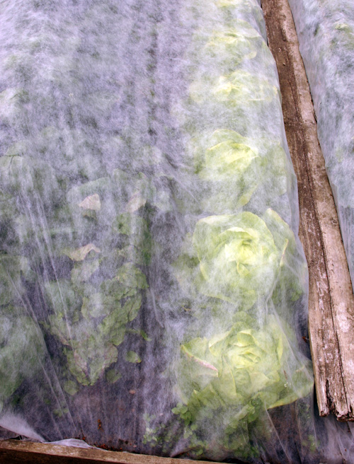 Floating row cover protects lettuce plants.