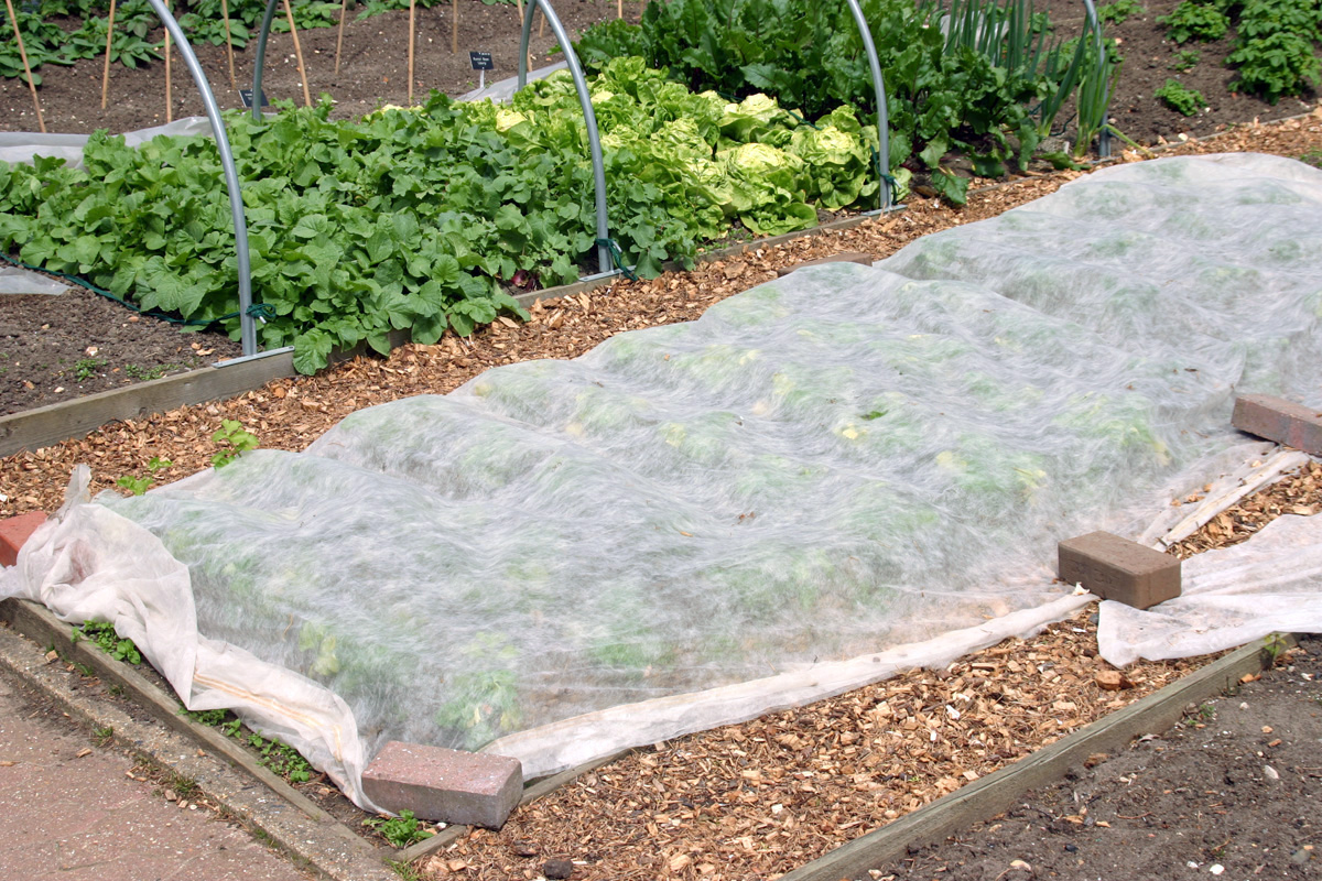 Floating row cover is easy to use in the home garden.