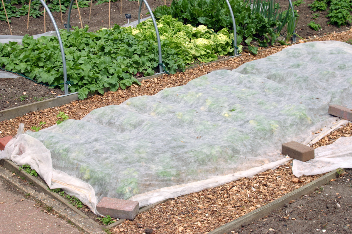 La cubierta de fila flotante es fácil de usar en el jardín de la casa.