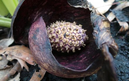 Skunk cabbage, <em>Symplocarpus foetidus</em>