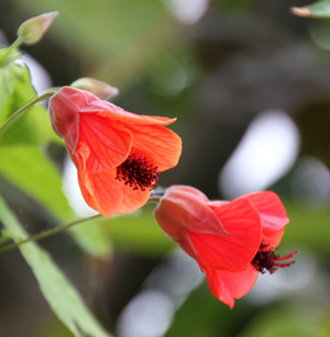 There are numerous cultivars of flowering maple in many different colors.