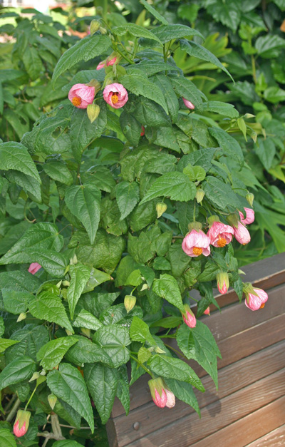 Abultilons can be grown in containers on patios and decks.