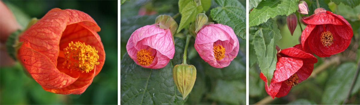 types of flower buds