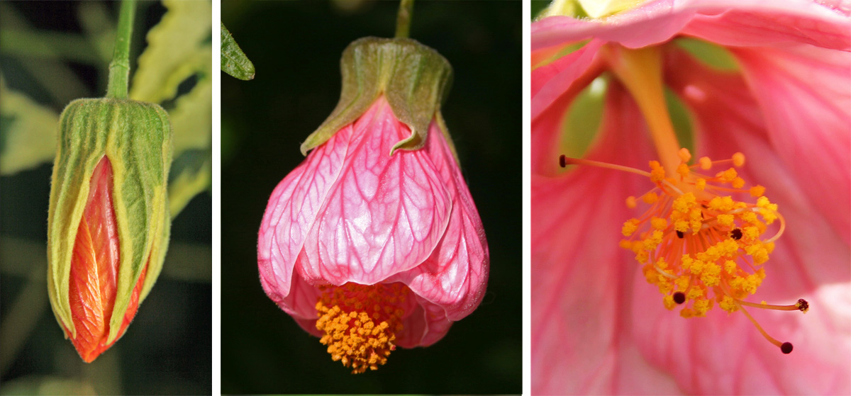 The lantern-like buds (L) open (C), to reveal a central staminal column typical of the mallow family (R).