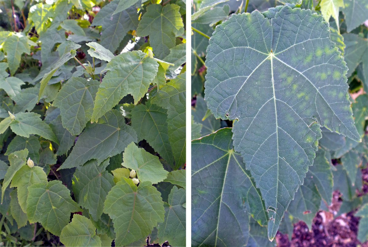 The leaves are palmate, varying in number and depth of the lobes.