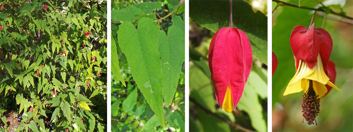 Abutilon megapotamicum plant(L), narrow leaves (LC), flower bud (RC) and open flower (R).