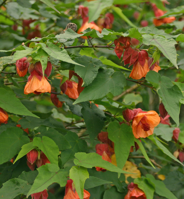 Flowering maples can bloom year-round.