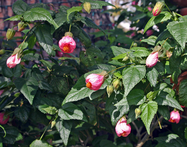 Regular pruning will keep flowering maples compact and promote blooming.