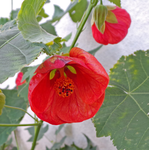 Solitary, pendent flowers are borne in the leaf axils and branch tips.