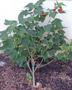 Abutilons are small shrubs, often grown as annuals in cool climates.