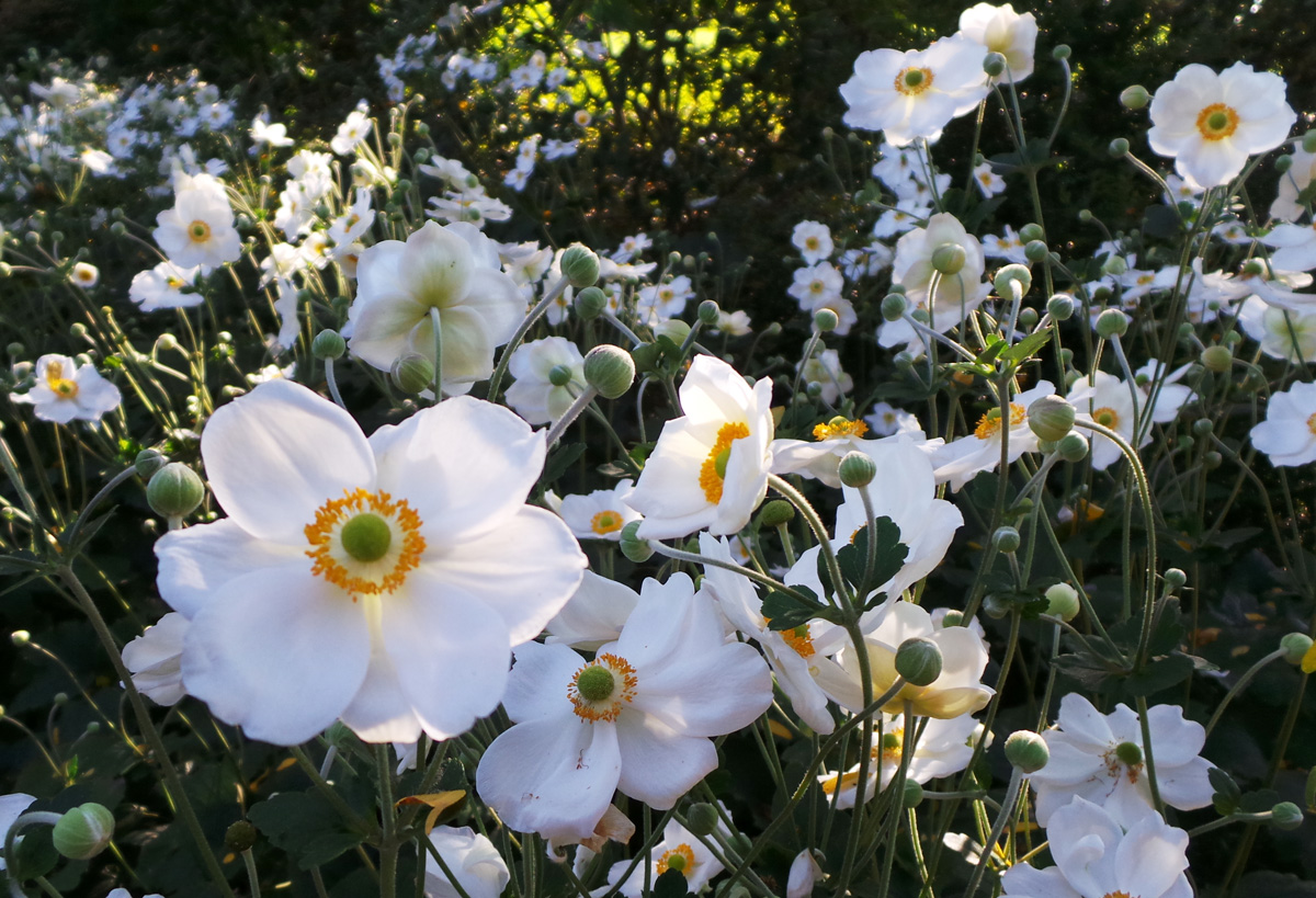 A mass planting of Anemone Honorine Jobert in bloom.