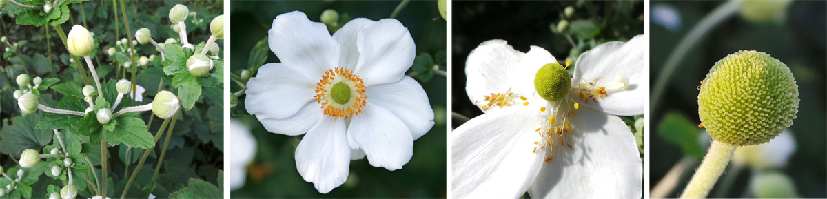 The white flowers (LC) emerge from rounded buds (L), eventually losing the stamens (RC) and petals to leave a rounded seed head (R).
