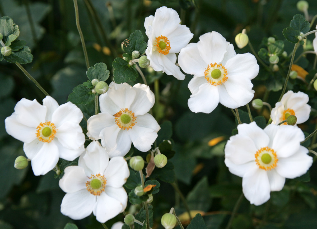 The white flowers of Anemone Honorine Jobert