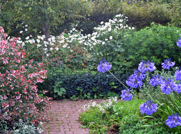 The white flowers of Anemone Honorine Jobert at the end of a path in Wisley Gardens, England.