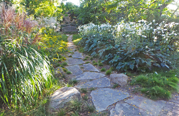 A mass of Anemone Honorine Jobert at the right of the path in Olbrich Botanical Gardens, Madison, WI.