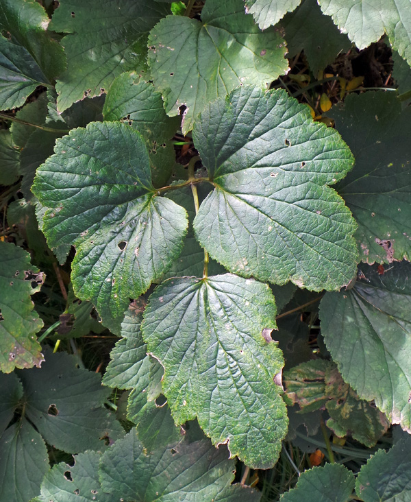 The palmate dark green leaves.